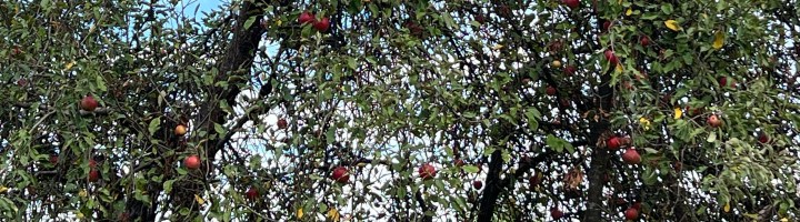 A Rich Harvest: Romanian Literature in English, Fall Dispatch